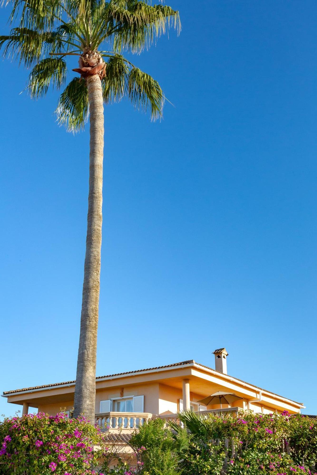 Villa Palmera PMI Dış mekan fotoğraf